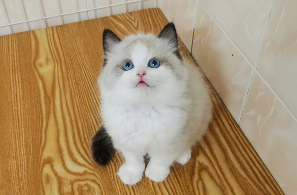 布偶五个月吃什么猫粮比较好