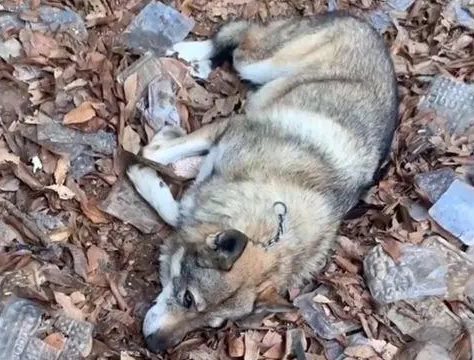 狗狗咬断绳子跑进山,找不到路躺下等主人 狗狗咬断绳子跑进山,找不到路躺下等主人