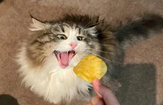 猫可以吃薯片吗 猫可以吃薯片吗