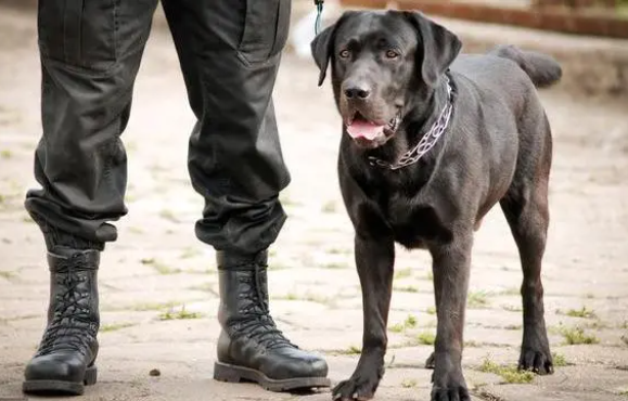 中国警犬品种