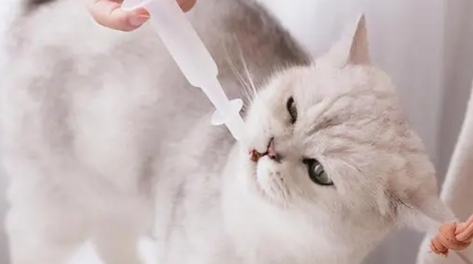 猫咪洗完澡可以立刻驱虫吗