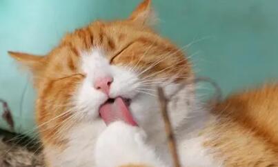 猫一直用前爪掏嘴怎么回事啊 猫一直用前爪掏嘴怎么回事啊