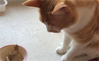 猫吃鸡肝好不好