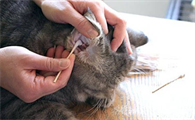 猫耳螨的症状