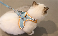 猫咪牵引绳什么样的好