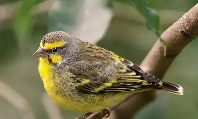 金青鸟怎么饲养?饲主可以来学习下 金青鸟怎么饲养?饲主可以来学习下