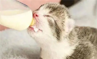 猫几个月断奶