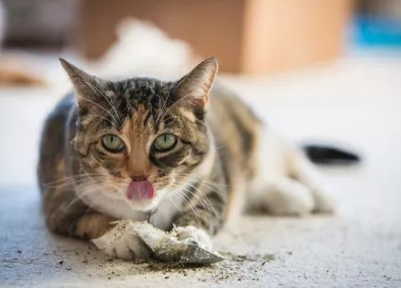 怎么让小猫催吐出来