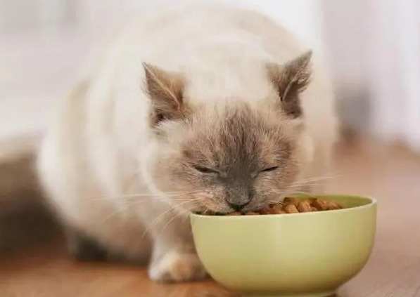 猫一天吃几顿