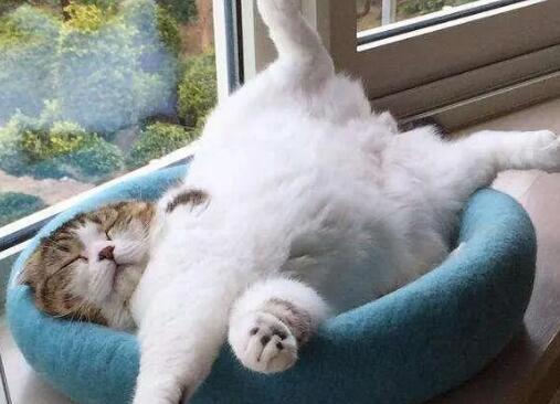 怎么让小猫进猫窝 怎么让小猫进猫窝
