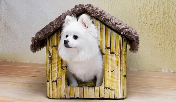 狗窝铺什么保暖