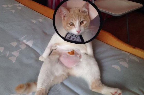 母猫能绝育吗 母猫能绝育吗
