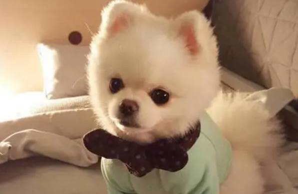 博美吃什么狗粮啊比较好