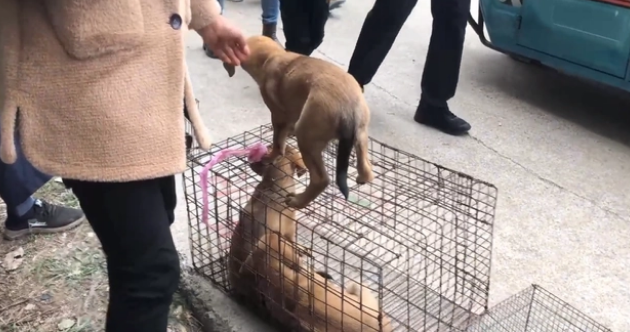 狗贩为什么收狗快?网友:只要活着便宜就带走 狗贩为什么收狗快?网友:只要活着便宜就带走