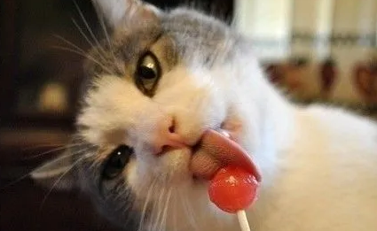 猫可以吃糖吗