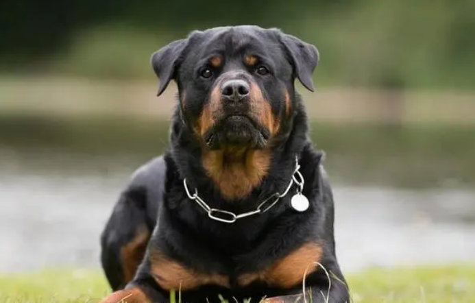 罗威纳犬性格