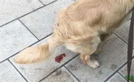 狗拉稀带血丝怎么回事