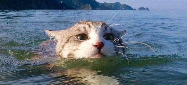 猫会不会游泳