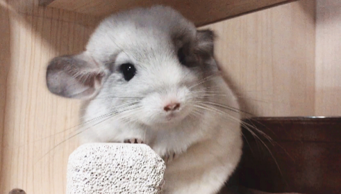 龙猫能活多久 龙猫能活多久