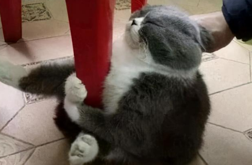 公猫发情怎么办