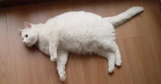 猫咪会放屁吗