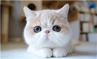 猫咪白球比低的原因是什么