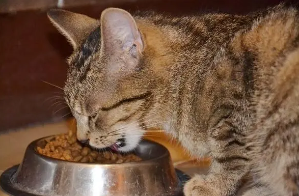 猫能吃狗粮吗 猫能吃狗粮吗