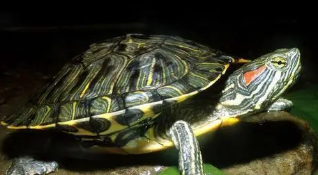 你们说，巴西龟一定在水里睡觉吗？