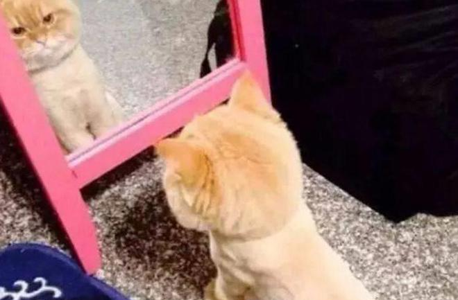 猫咪被骗去剃毛,剃完后连死的心都有了! 猫咪被骗去剃毛,剃完后连死的心都有了!