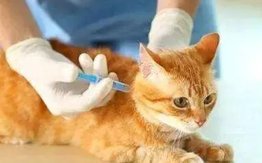 猫疫苗多少钱 猫疫苗多少钱