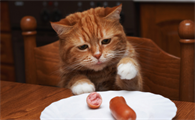 猫可以吃香肠吗