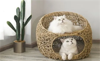 猫窝消毒用什么