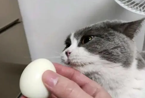 猫能吃鸡蛋白吗