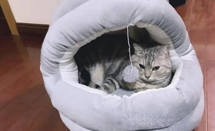 猫咪喜欢什么窝