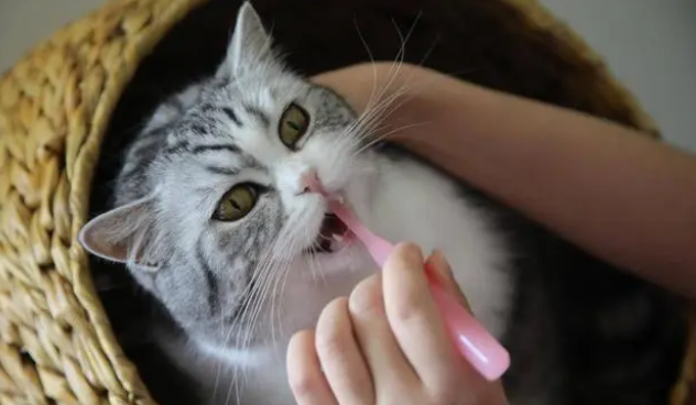 猫掉牙了正常吗