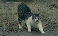 母猫发情多久