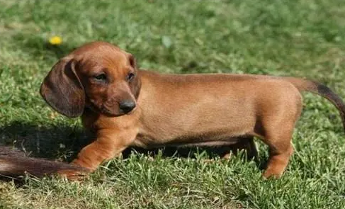 腊肠犬多少钱 腊肠犬多少钱