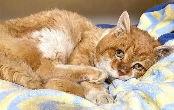 流浪猫遇到一个孤独老人,进入了爱的循环 流浪猫遇到一个孤独老人,进入了爱的循环