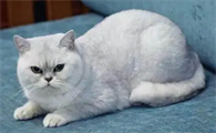 银渐层是什么猫