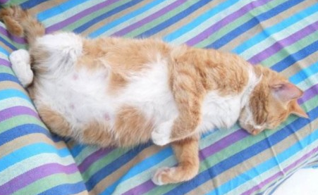 猫咪怀孕几个月 猫咪怀孕几个月