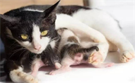 猫几岁可以生育