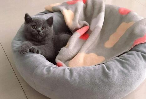 猫窝怎样保暖 猫窝怎样保暖