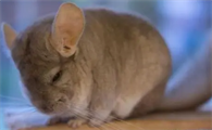 龙猫多少钱一只