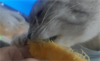 猫可以吃芒果吗