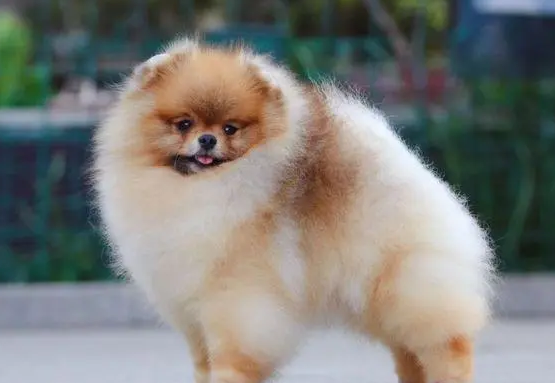博美犬的价格