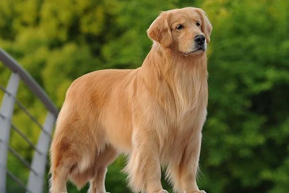 金毛犬的饲养 金毛犬的饲养