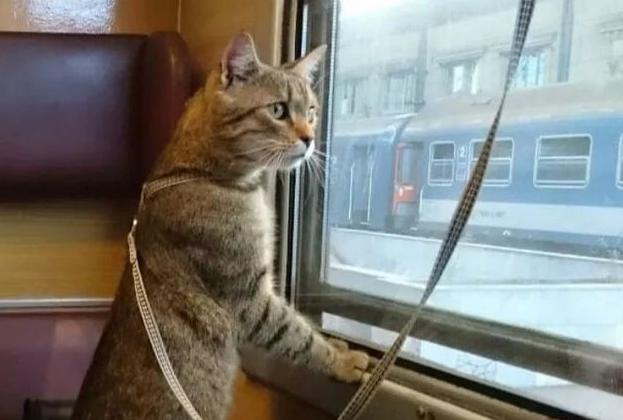 猫可以坐高铁吗