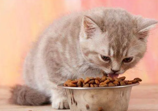 猫一天吃多少