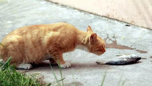 不吃鱼的猫儿