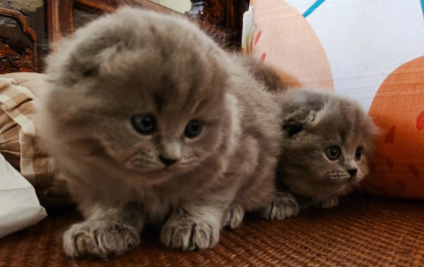 小奶猫怎么养